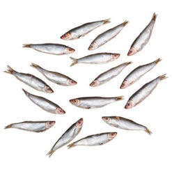 Dood Aas Sprot - Bliek